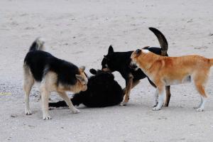 В России собаки загрызли насмерть 19-летнего парня