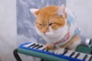 В Минске кот зарабатывает игрой шансона в переходе в метро: опубликовано видео