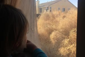 Перекати-поле "захватило" американский город: люди не могут попасть в свои дома