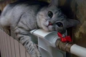 "Нафтогаз" уже просит украинцев не прикрутить, а отключить отопление