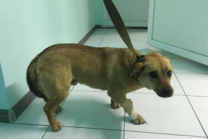 В Одессе охранник рынка умер, не пережив отравления своей собаки