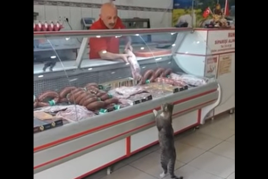 Кот пришел в магазин покупать мясо: видео набирает популярность в сети
