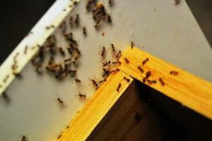 Как избавиться от муравьев в квартире или на участке