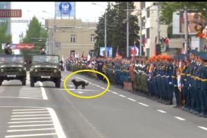 "Это душа Гиви": Сеть насмешила собака, "участвовавшая" в "параде Победы" в Донецке