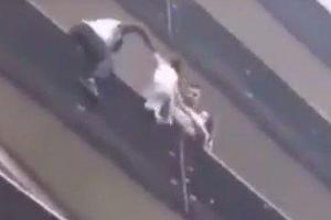 В Париже "человек-паук" спас мальчика, который повис на балконе здания: сеть в восторге