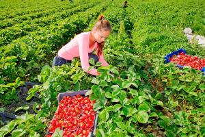 Сезонные работы в Польше: Какие нововведения ждут заробитчан