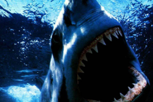 В Бразилии акула откусила купающемуся юноше половые органы (видео 18+)