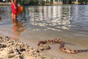 Киевлян шокировали огромные змеи на столичном пляже