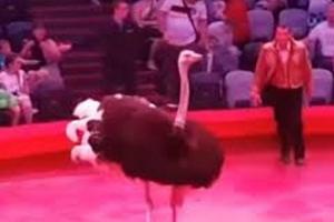 Цирковой страус сбежал с манежа и потоптался по зрителям: видео