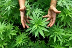 В Канаде узаконили употребление марихуаны