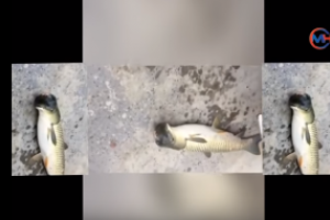 В Китае мужчина поймал рыбу с "головой голубя"