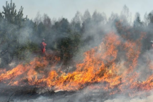 Пожар в зоне ЧАЭС: открыто уголовное производство