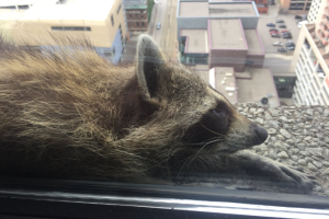 В США енот стал героем дня: видео