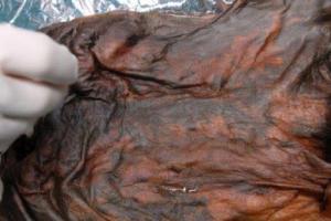 Ученые рассказали, что ел на обед человек, который жил 5 тысяч лет назад