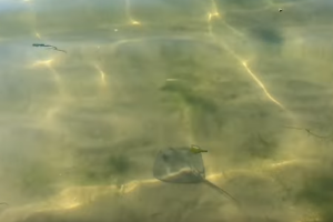 Пляжи Одессы атаковали ядовитые морские обитатели: видео