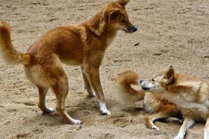 В Австралии женщину чуть не съела стая собак динго