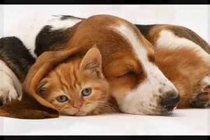 Неожиданный "документ": в Украине хотят запретить продажу кошек и собак