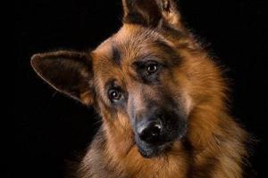 «Собака-исцеляка»: в сети нашли пса, который одним укусом лечит от алкоголизма