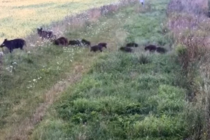 "Нашествие нелегалов": Литовские пограничники засняли на видео массовое бегство кабанов из Беларуси