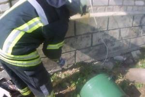 В Луганской области в жилой дом заползла змея