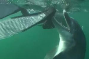 Во Франции закрыли пляж из-за дельфина-извращенца