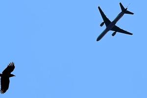 Птица пробила крыло самолета с российскими курортниками