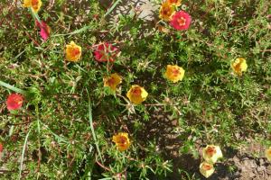 Синоптик озвучила прогноз погоды в Украине на ближайшие дни