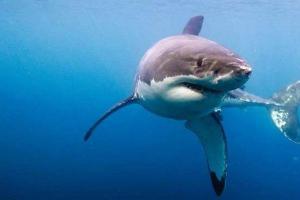 Акула растерзала туриста из Чехии на отдыхе в Египте