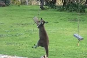 В Австралии кенгуру не смог покататься на качелях и "ушел" в расстроенных чувствах