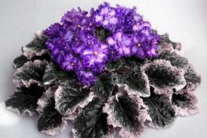 Фиалки – уход и выращивание в домашних условиях