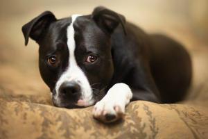 В России пес сидел и наблюдал, как женщины избивают его хозяйку