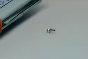 Как объяснить боссу, что бриллиант украл муравей: видео, которое взорвало сеть