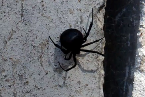 На Донбассе появился опасный паук черная вдова