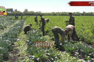 "Назад в СССР": Курсантов военного училища в "ДНР" вывезли на принудительные полевые работы