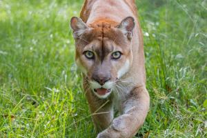 В Подмосковье сбежавшая пума пробралась на участок и напала на собаку