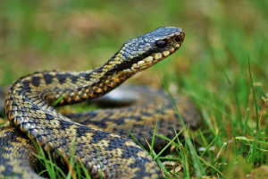 В России 3-летний ребенок умер после укуса гадюки