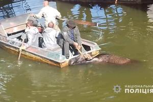 На ЧАЭС из радиоактивного водоема вытащили лося