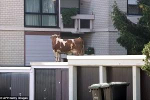 В Германии сбежавшую корову нашли на крыше гаража