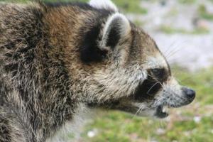 В США енот-экстремал упал с девятого этажа и остался жив