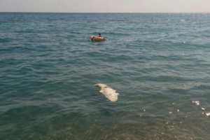 Странности в Крыму: к пляжу прибило мертвого крокодила