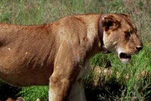 В России цирковая львица напала на 4-летнюю девочку - опубликовано видео