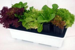 Огород на подоконнике зимой для начинающих