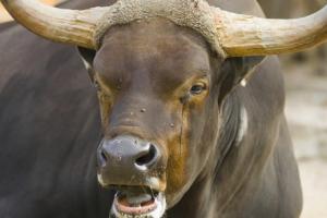 Около границы с ОРДЛО бык растерзал командира российской воинской части - СМИ