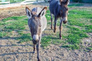 В Греции полным туристам запретили кататься на ослах