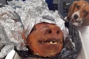 "Вирусный снимок": пес нашел запеченную свиную голову и стал звездой сети