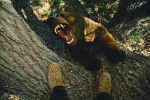 Попал в реанимацию: В США убитый медведь отомстил охотнику