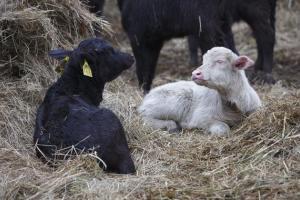 Необычный буйвол альбинос родился в Венгрии