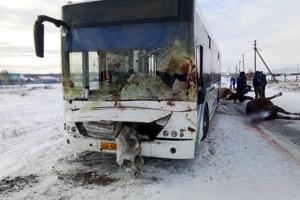 В Башкирии автобус протаранил табун лошадей