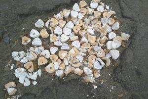 "Найди челюсть друга": В Северодонецке дорогу "залатали" стоматологическими слепками