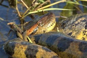 На юге Франции в небольшом ручье дети нашли двухметровую анаконду